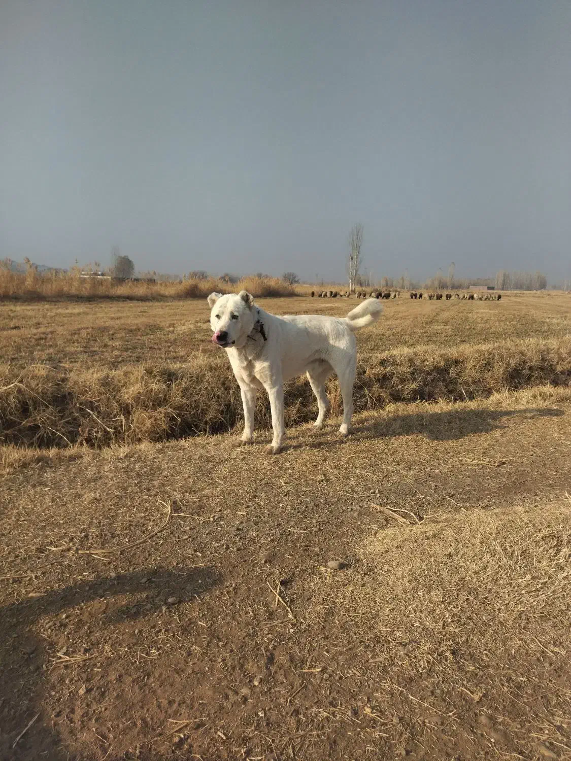 سگ گمشده|حیوانات|خوی, |دیوار