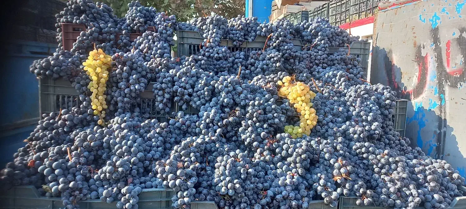 انگور دیم شانی شاهانی سردشت|خوردنی و آشامیدنی|کرج, میدان میوه و تره بار مرکزی|دیوار