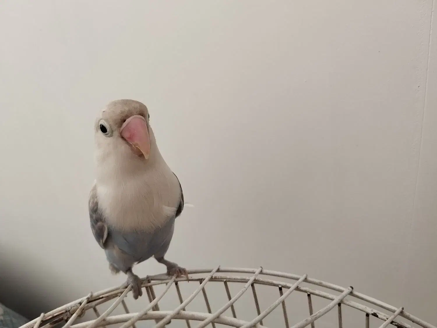 کوتوله|پرنده|مشهد, جاهد شهر|دیوار