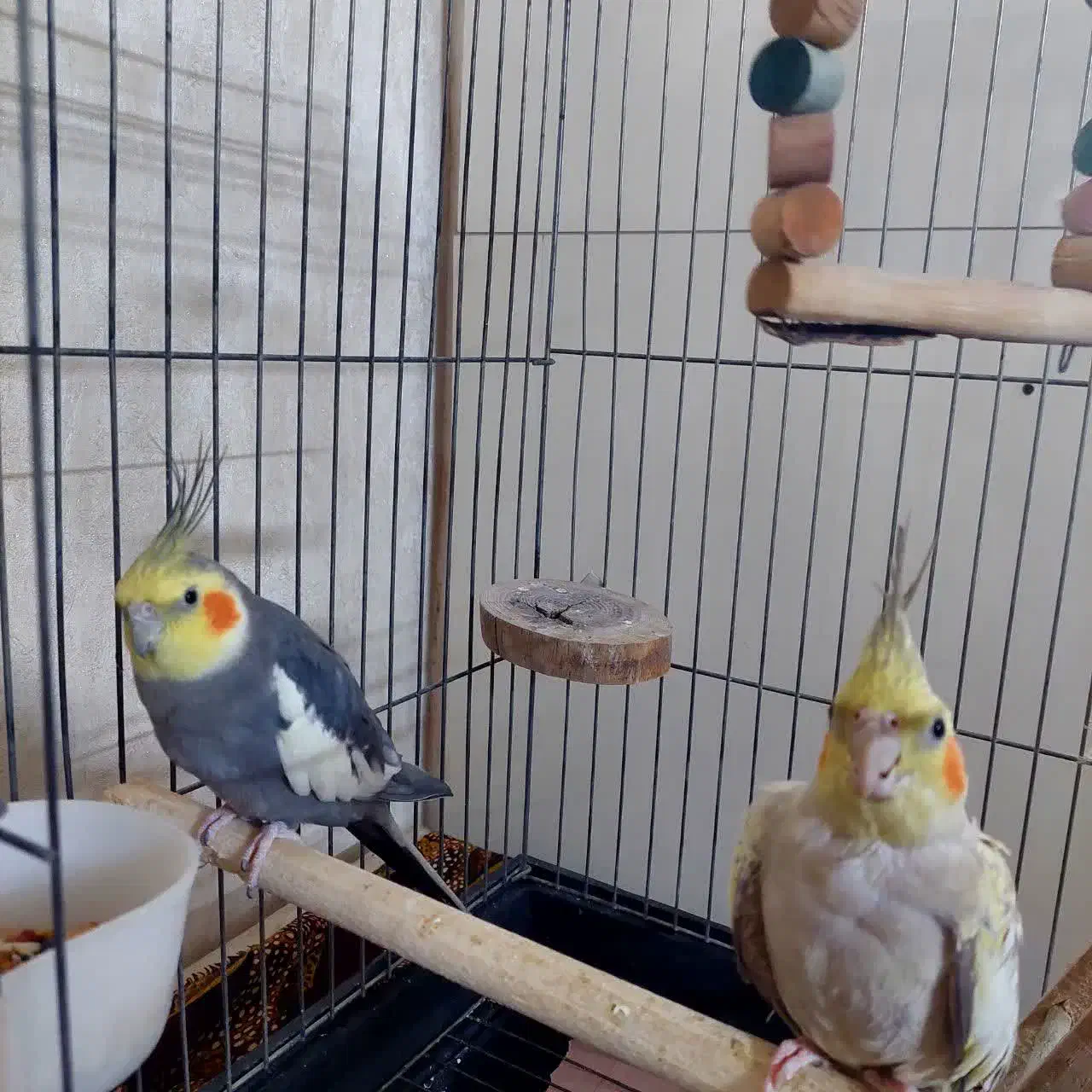 عروس هلندی|پرنده|ری, امین آباد|دیوار