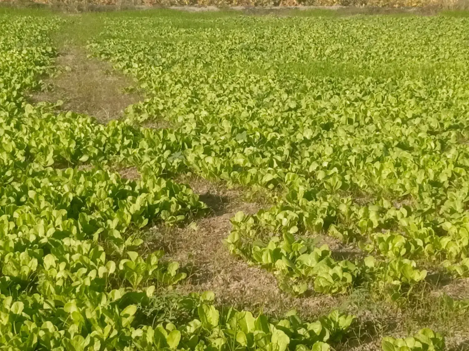 بذرکاهوسفیدروغنی|خوردنی و آشامیدنی|کردکوی, |دیوار