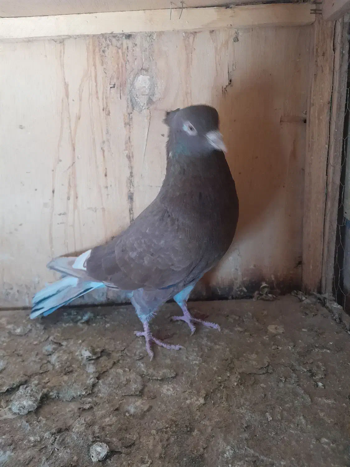 کفتر سرخ|پرنده|مشکین‌دشت, |دیوار