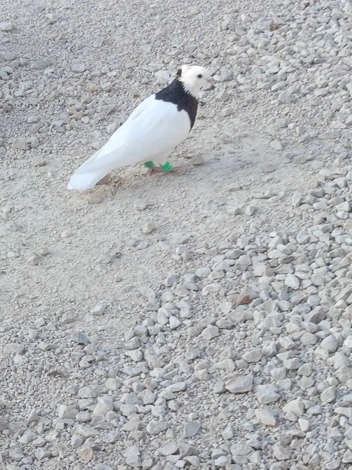 طوقی|پرنده|گله دار, |دیوار