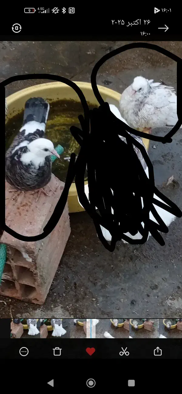 کفتر گمشده|حیوانات|گرگان, |دیوار