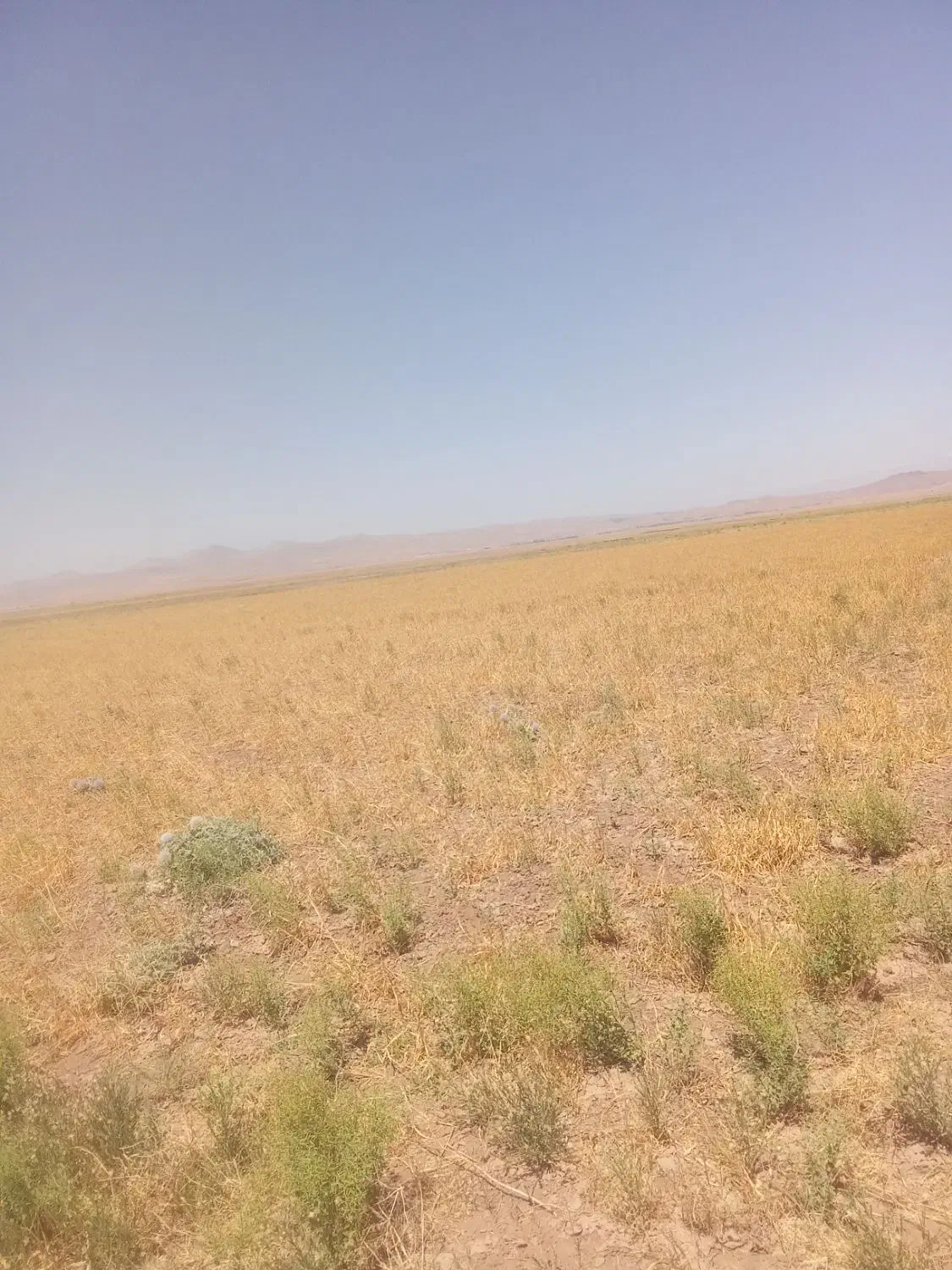 زمین فروشی دوکله|فروش دفتر صنعتی، کشاورزی، تجاری|تاکستان, |دیوار