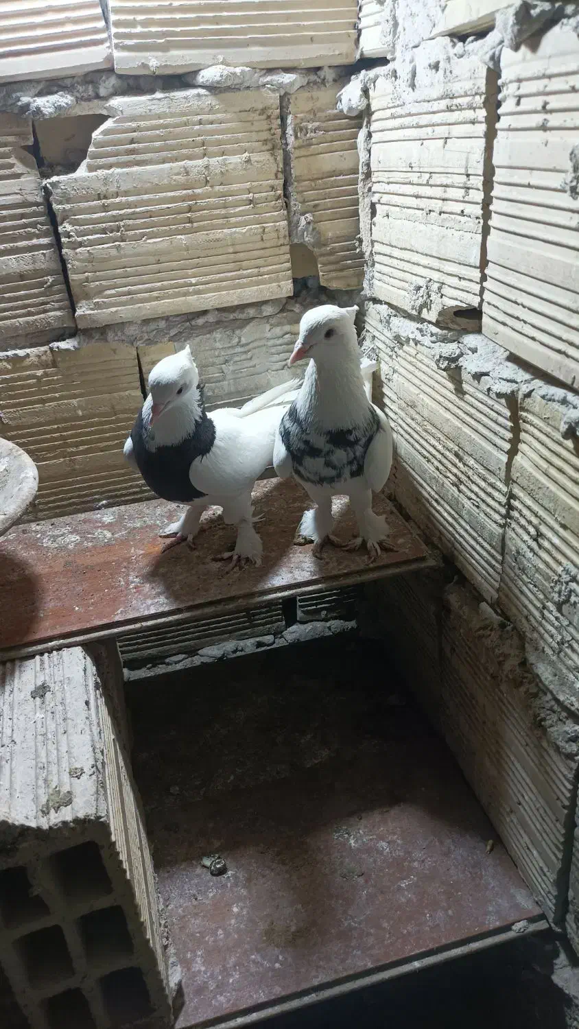 کبوتر طوقی لوتی|پرنده|تبریز, |دیوار