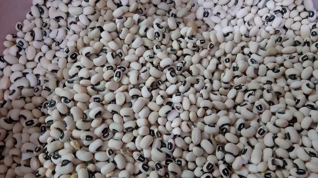 لوبیا|عمده‌فروشی|حمیدیه, |دیوار