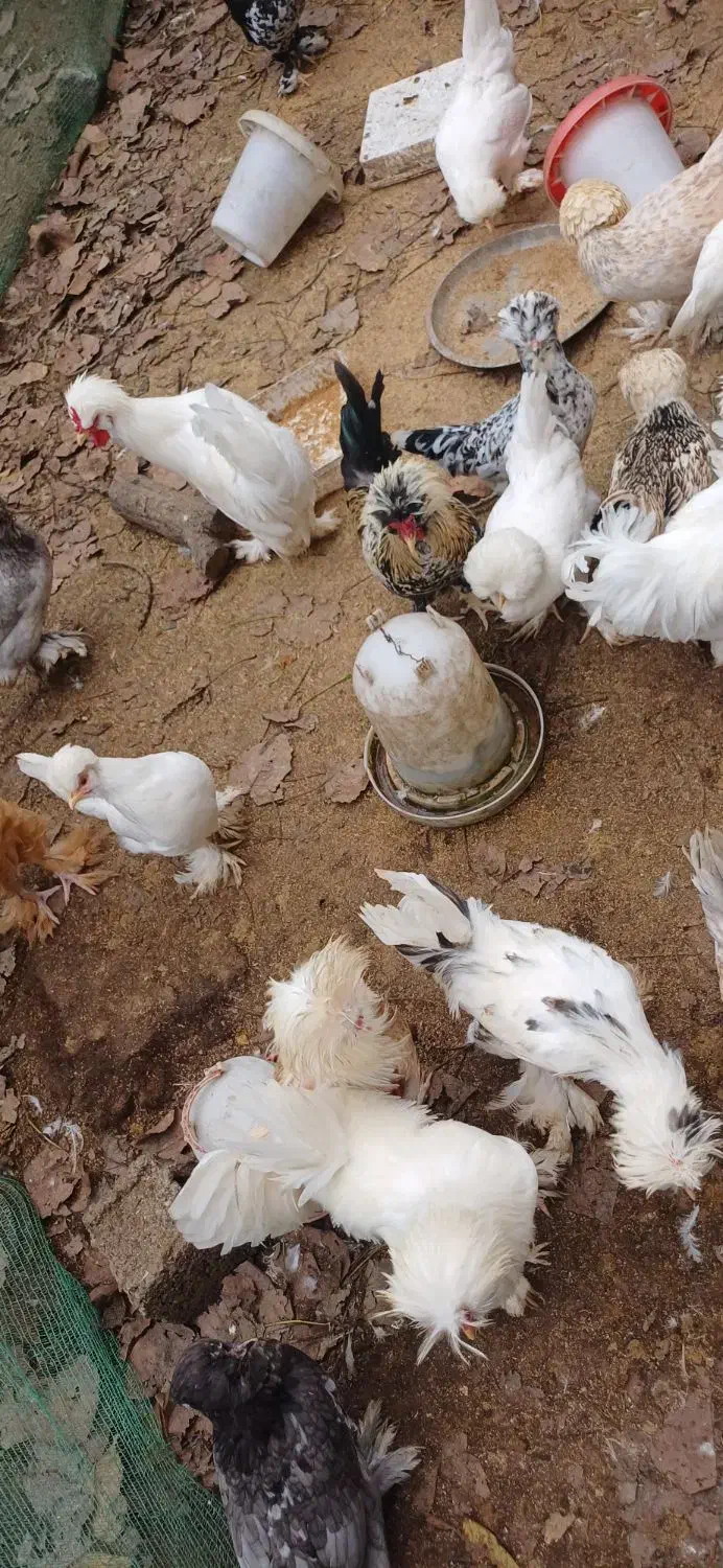 مرغ و خروس سلطان|حیوانات مزرعه|رودبنه, |دیوار