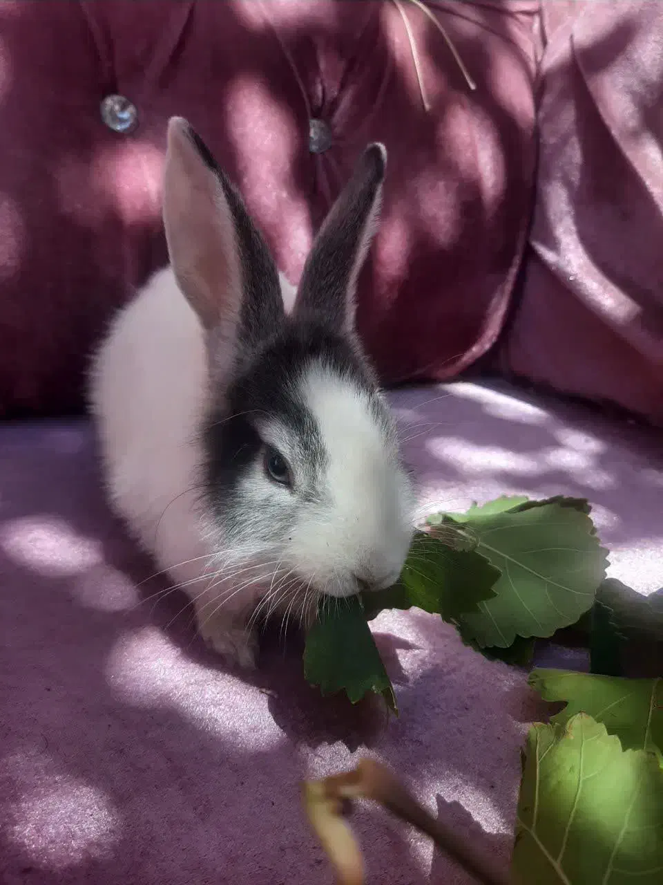 خرگوش اهلی|موش و خرگوش|سهند, |دیوار