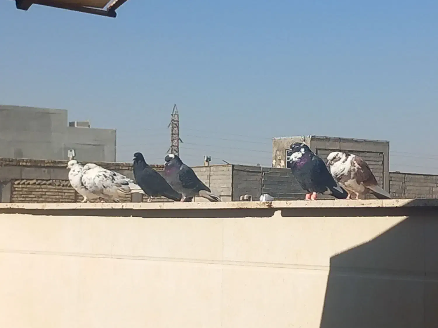 کفتر پرشی|پرنده|قم, محمد آباد|دیوار