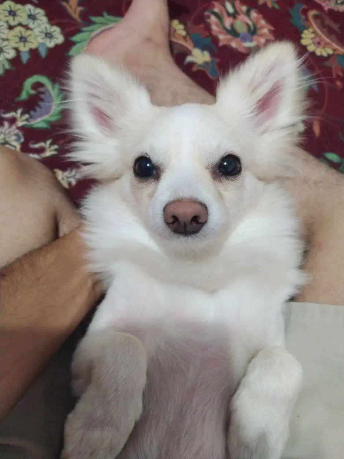 سگ سفید نژاد دار پاکوتاه|حیوانات|کرمان, |دیوار