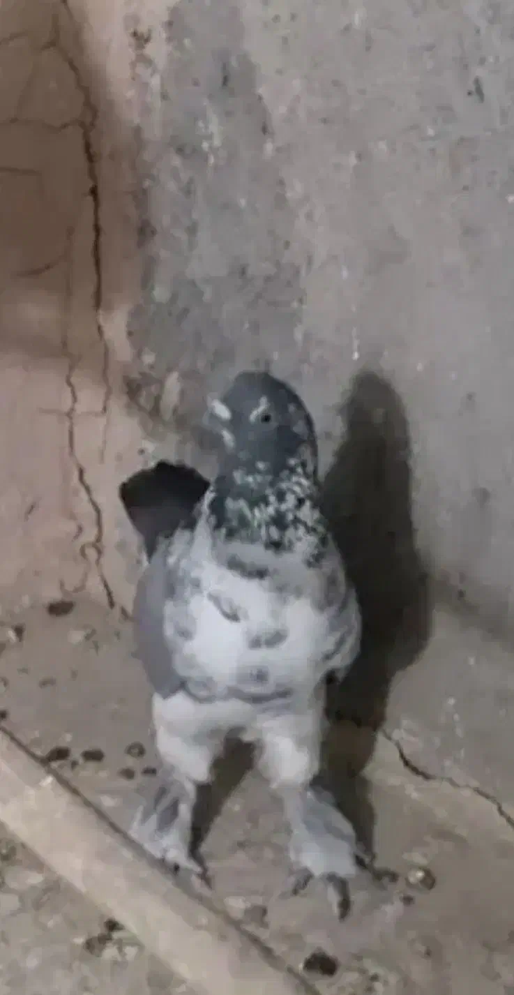 کبوتر گمشده|پرنده|لالجین, |دیوار