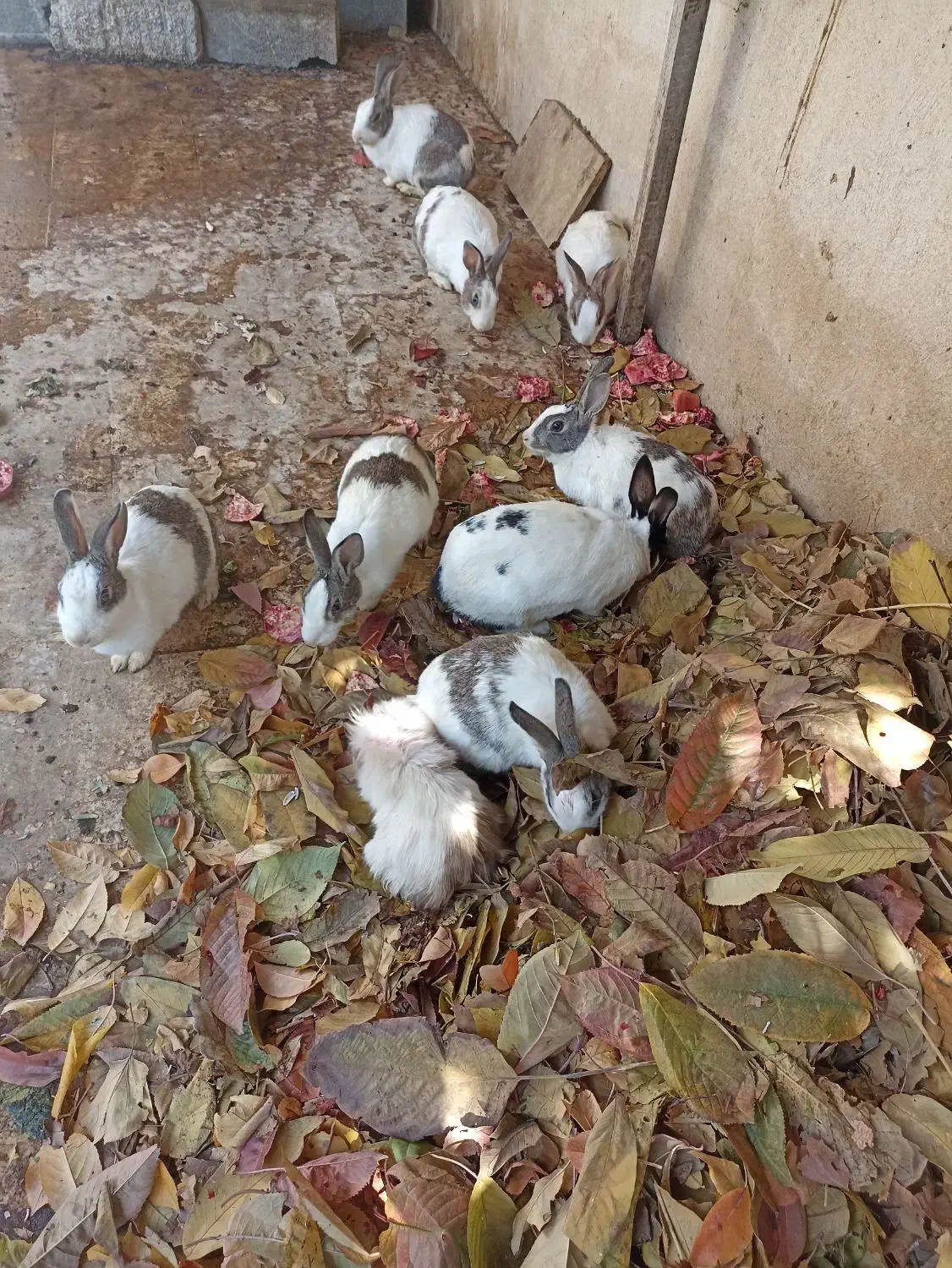 نه عدد خرگوش بالغ و خوکچه هندی|موش و خرگوش|دماوند, دماوند|دیوار