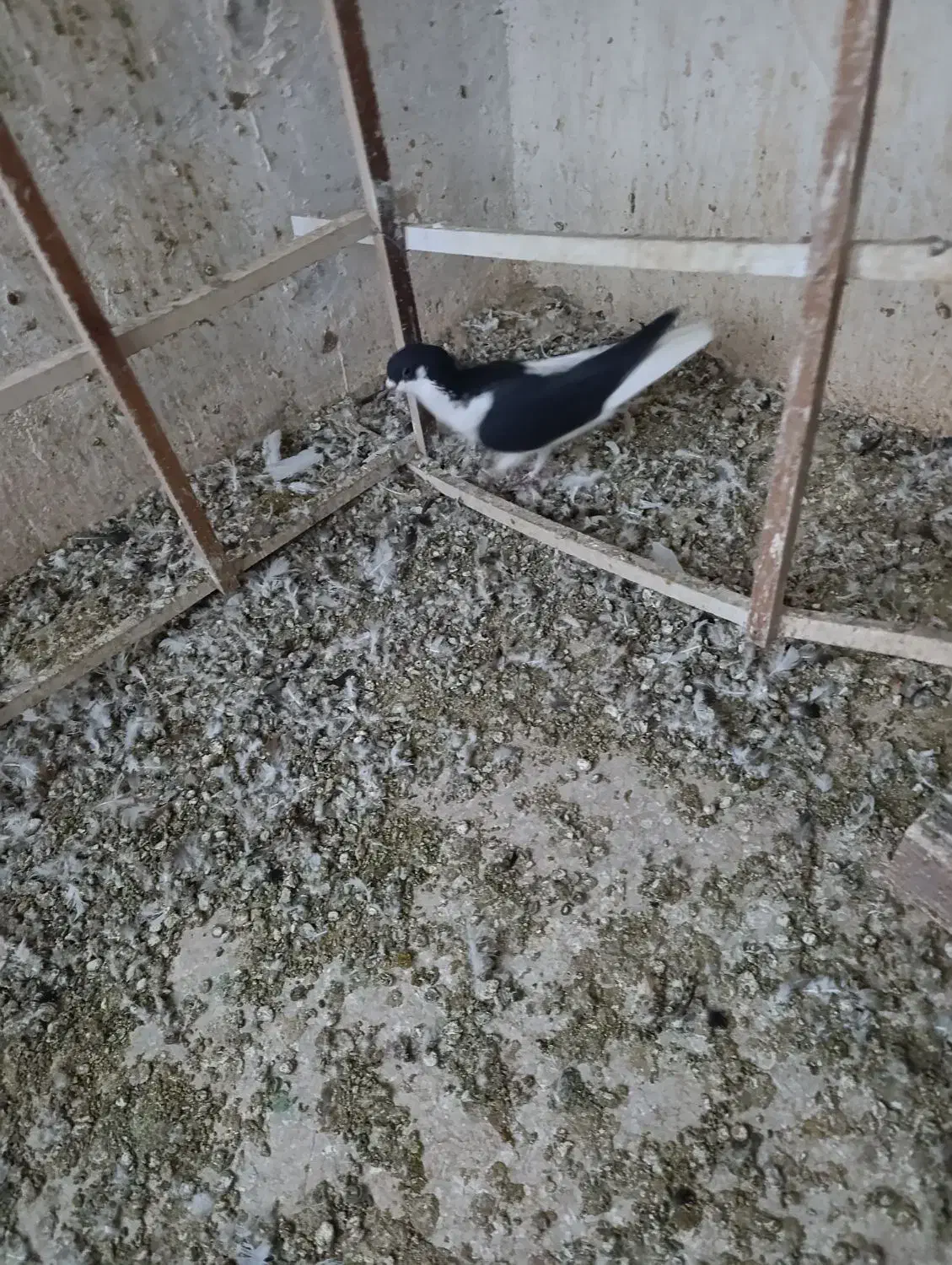 چپ سیاه نر|پرنده|قزوین, |دیوار