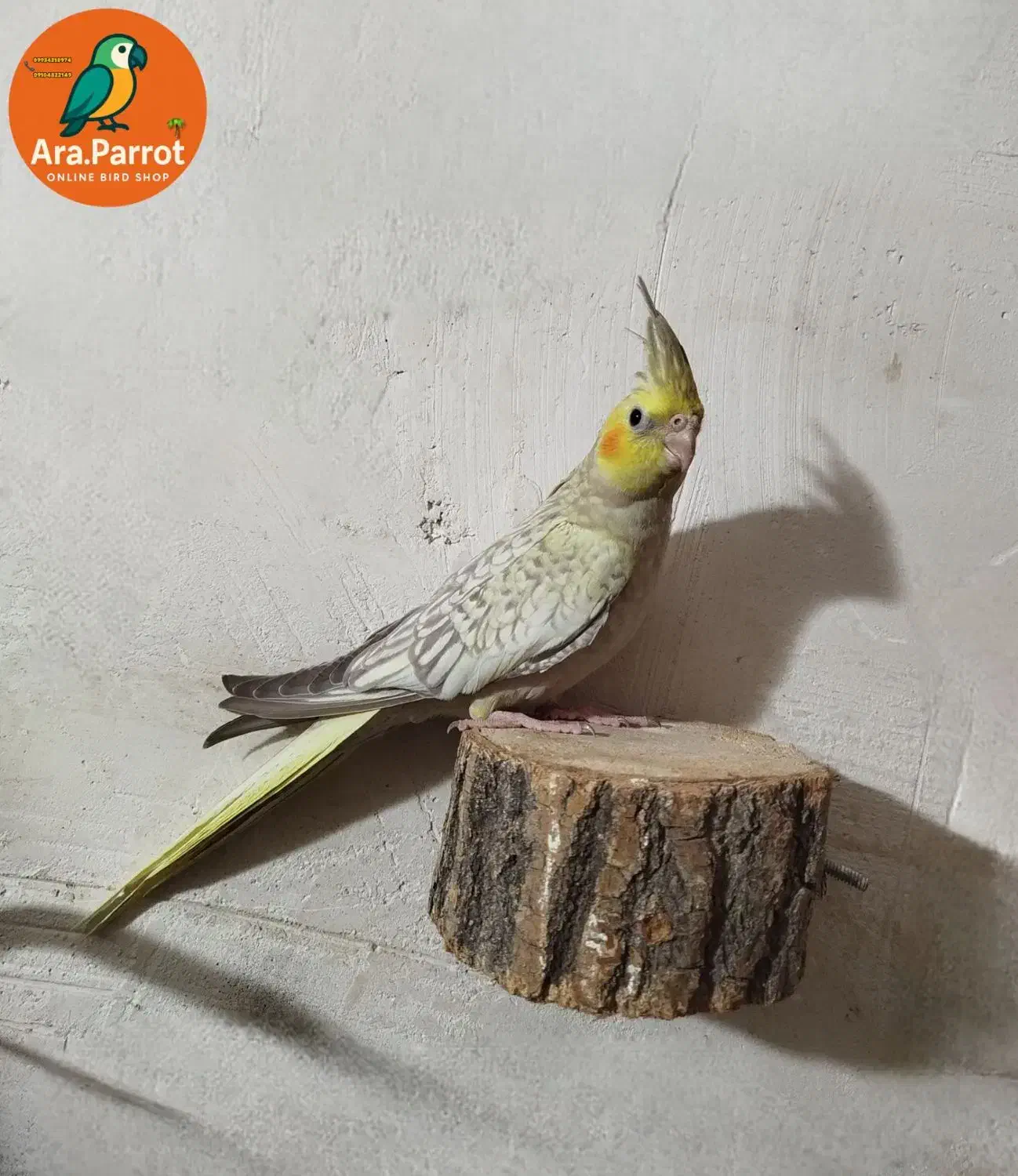 عروس هلندی رام|پرنده|بوکان, |دیوار