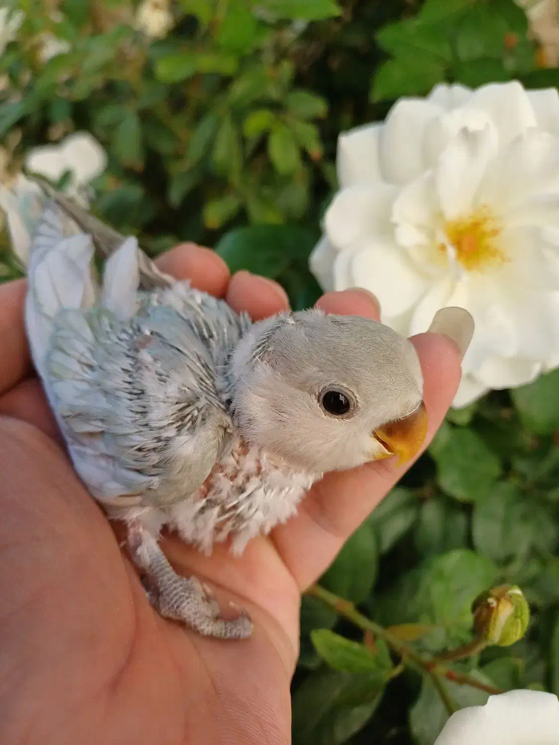 طوطی برزیلی سرلاکی قفس|پرنده|محلات, |دیوار