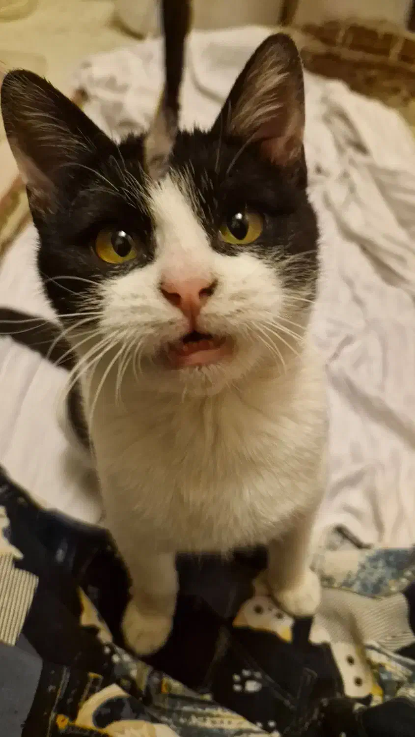 گربه|گربه|کرج, گوهردشت|دیوار