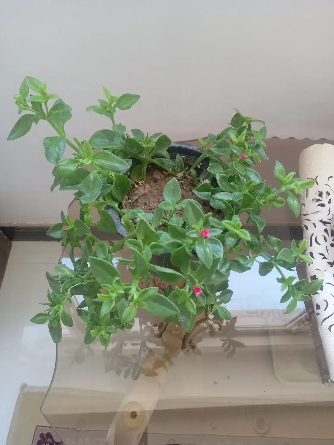 گل ناز یخی و برگ بیدی|گل و گیاه طبیعی|شاهدشهر, |دیوار