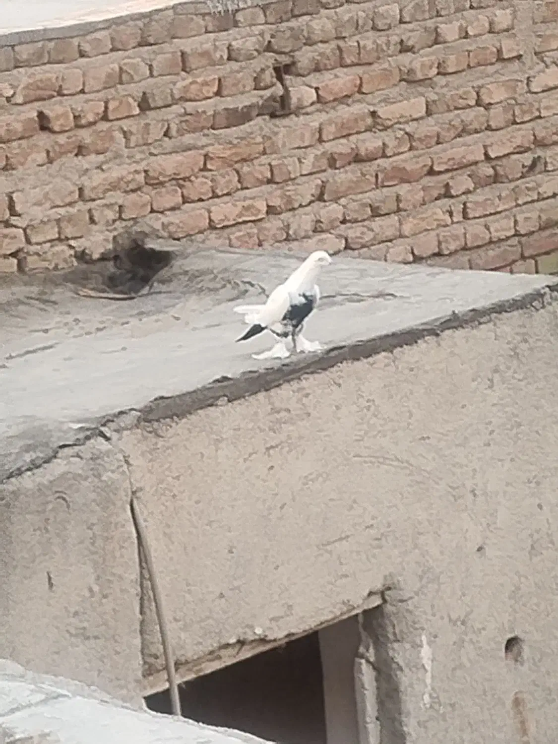 کفتر|پرنده|مرند, |دیوار