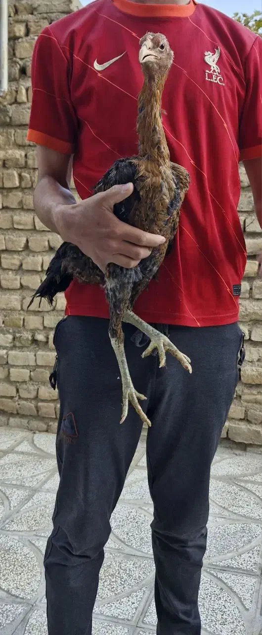 مرغ و خروس لاری اصیل|حیوانات مزرعه|شیروان (خراسان), |دیوار