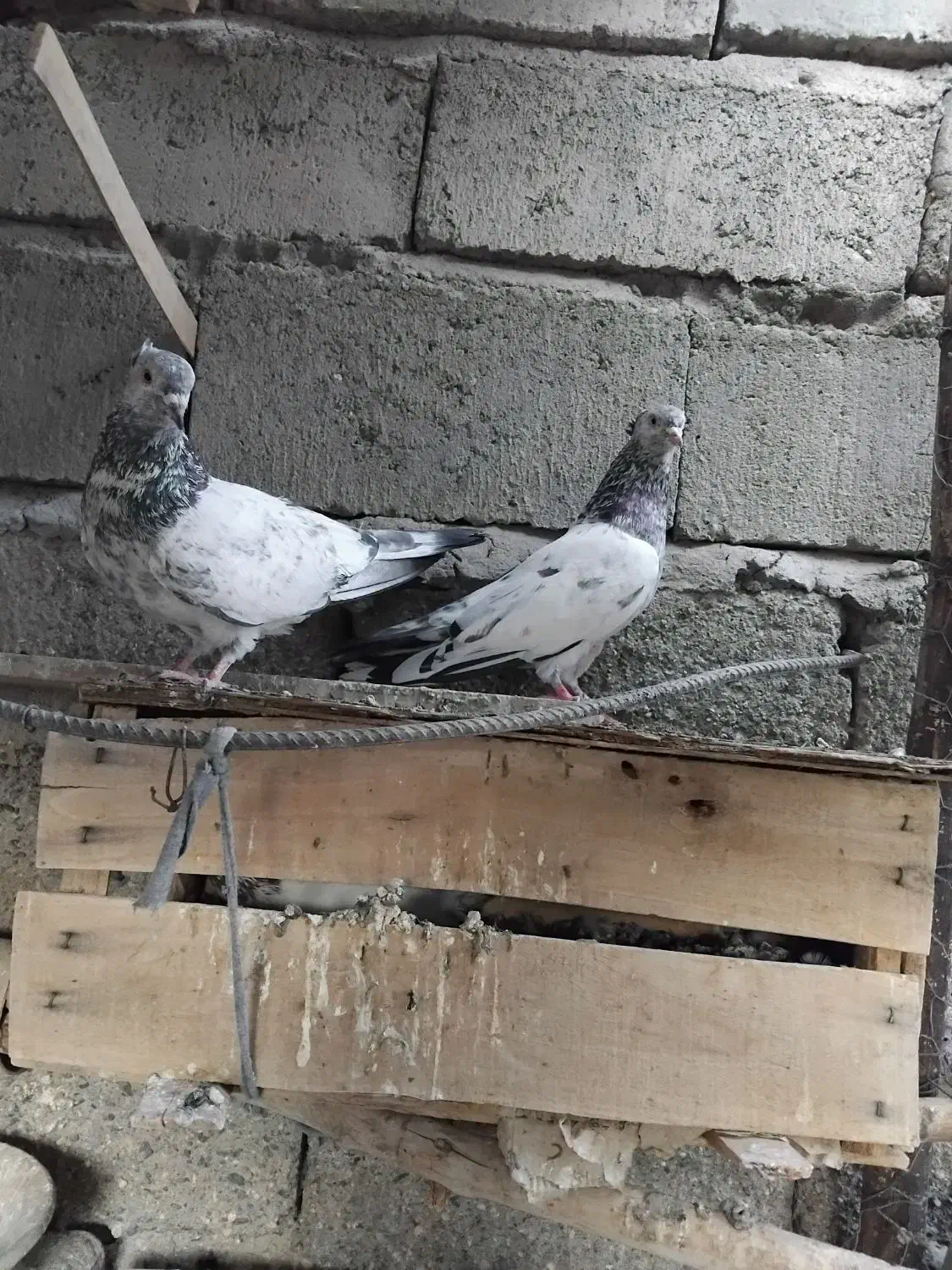 جفت کله ای کلایی|پرنده|جیرفت, |دیوار