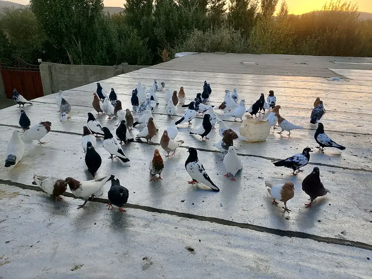 کبوتر سینه ای کله ای دم سیاه سرور|پرنده|صائین قلعه, |دیوار