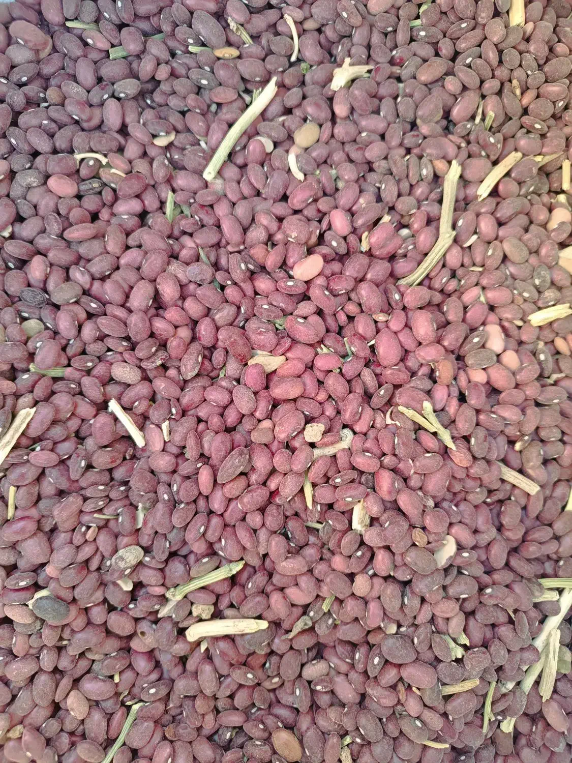 لوبیا قرمز|خوردنی و آشامیدنی|شیراز, گلشن|دیوار