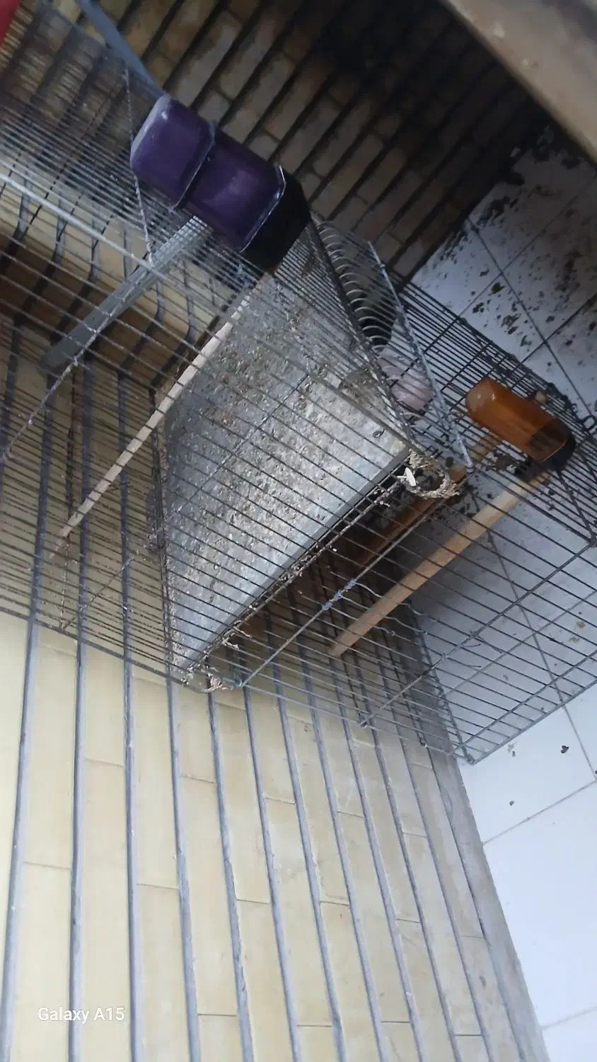 قفس پرنده سالم|لوازم جانبی حیوانات|رشت, چمارسرا|دیوار