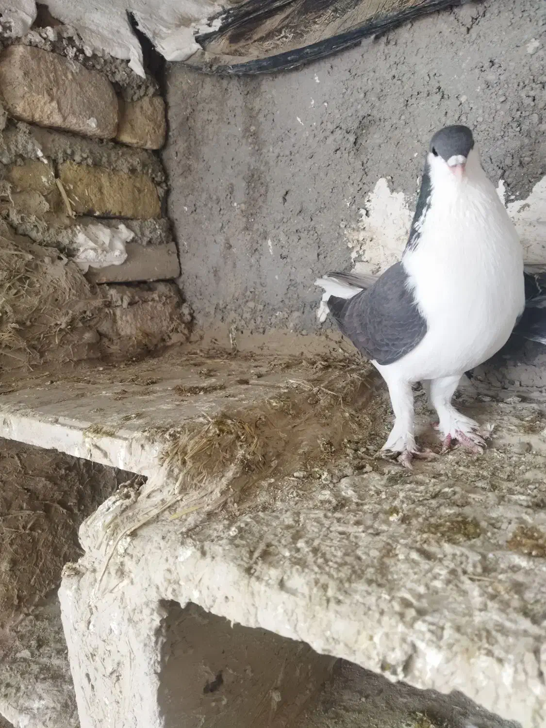 کفتر|پرنده|شیروان (خراسان), |دیوار