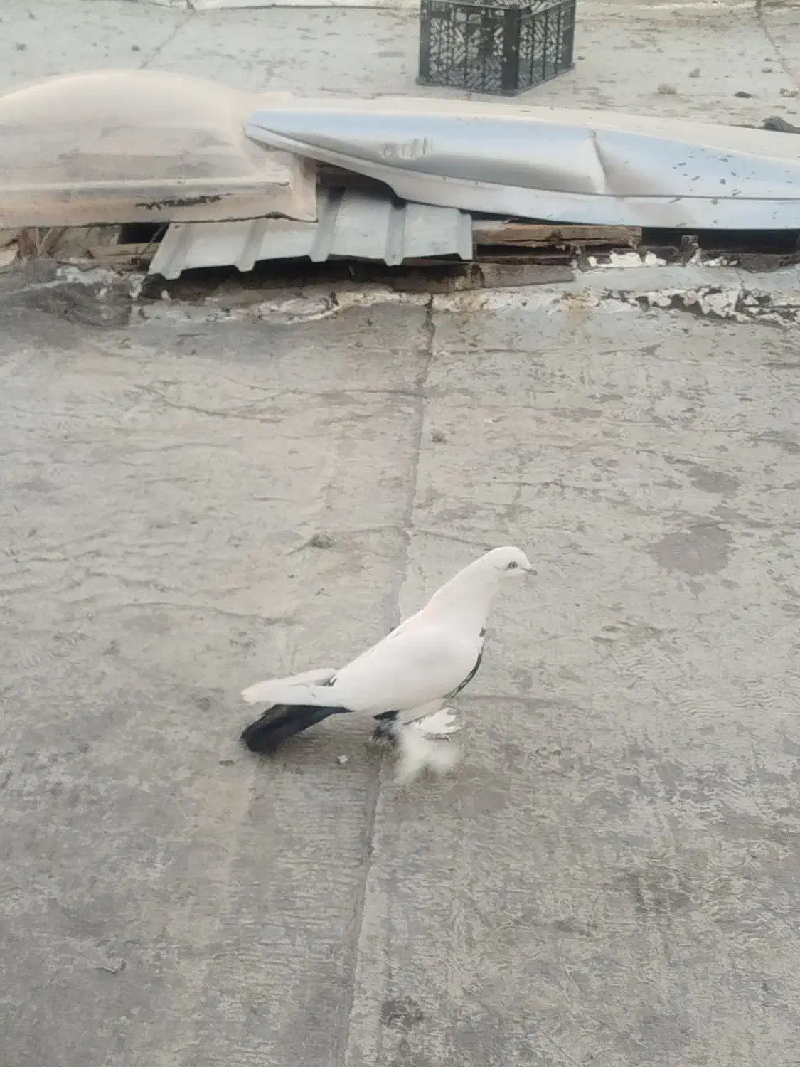 کفتر|پرنده|مرند, |دیوار