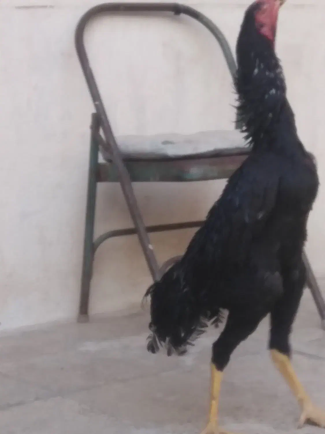 مرغ و خروس لاری|حیوانات مزرعه|تهران, وصفنارد|دیوار