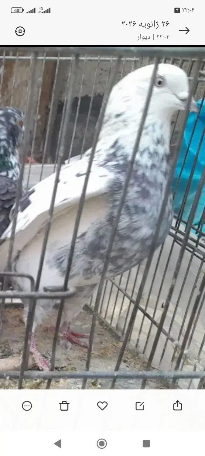 کبوتر گرفتنی|حیوانات|قم, ولیعصر|دیوار