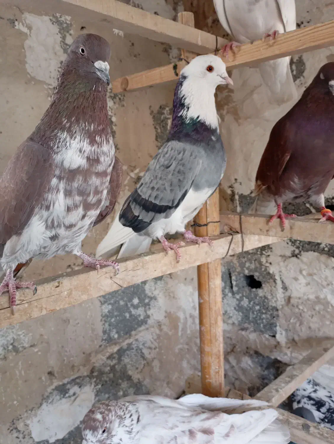 کفترپرشی|پرنده|باغستان, |دیوار