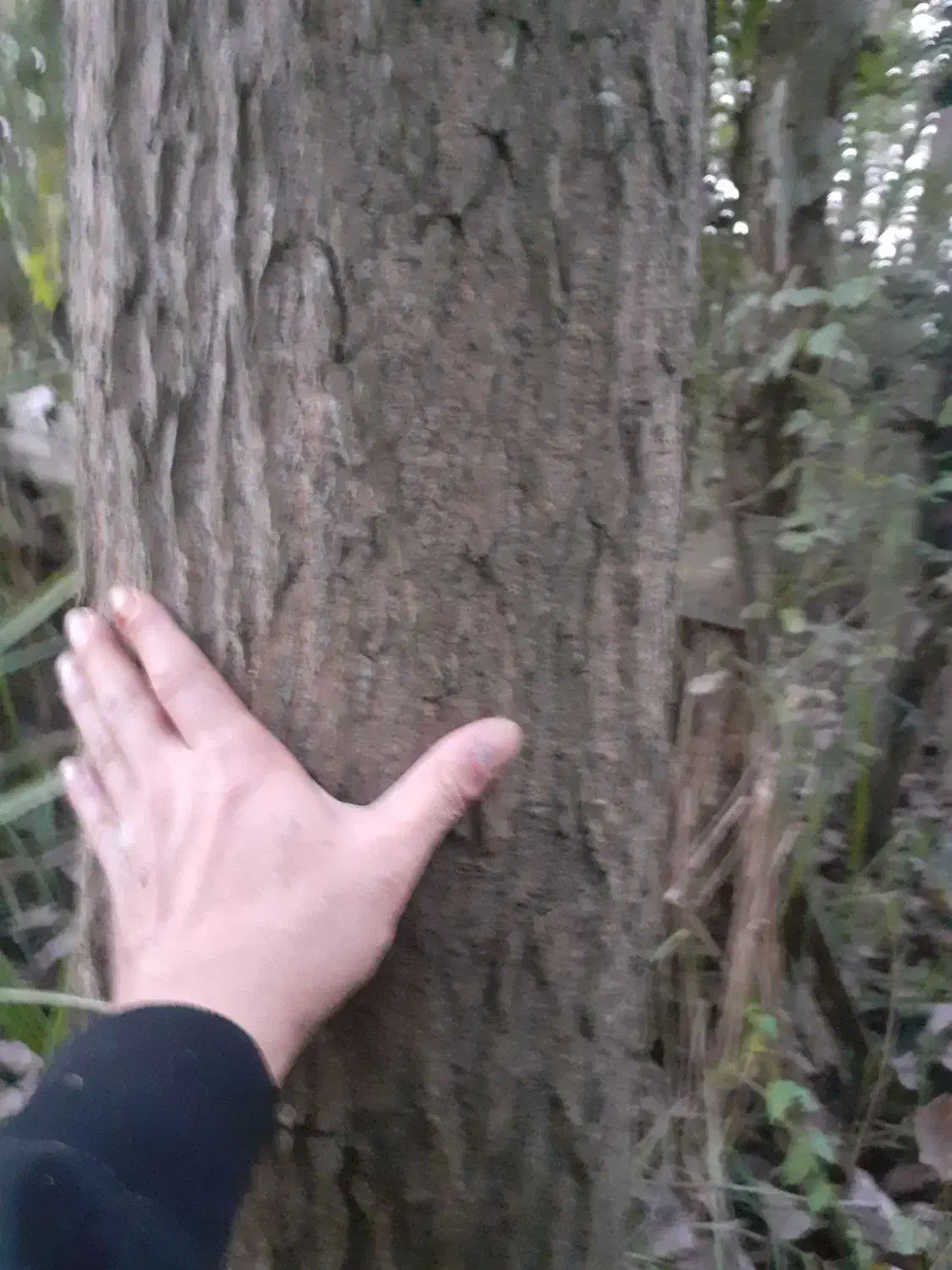 فروش عمده درخت صنوبر (تبریزی)|گل و گیاه طبیعی|لنگرود, |دیوار