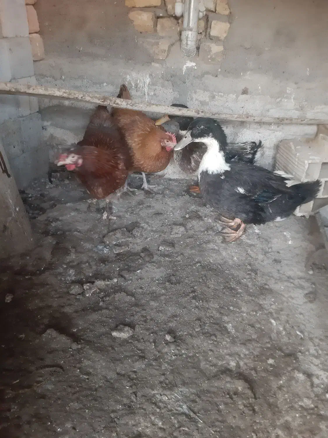 مرغ و اردک|حیوانات مزرعه|آران و بیدگل, |دیوار