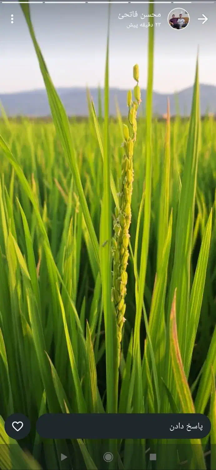 فروش زمین کشاورزی|فروش دفتر صنعتی، کشاورزی، تجاری|کامفیروز, |دیوار