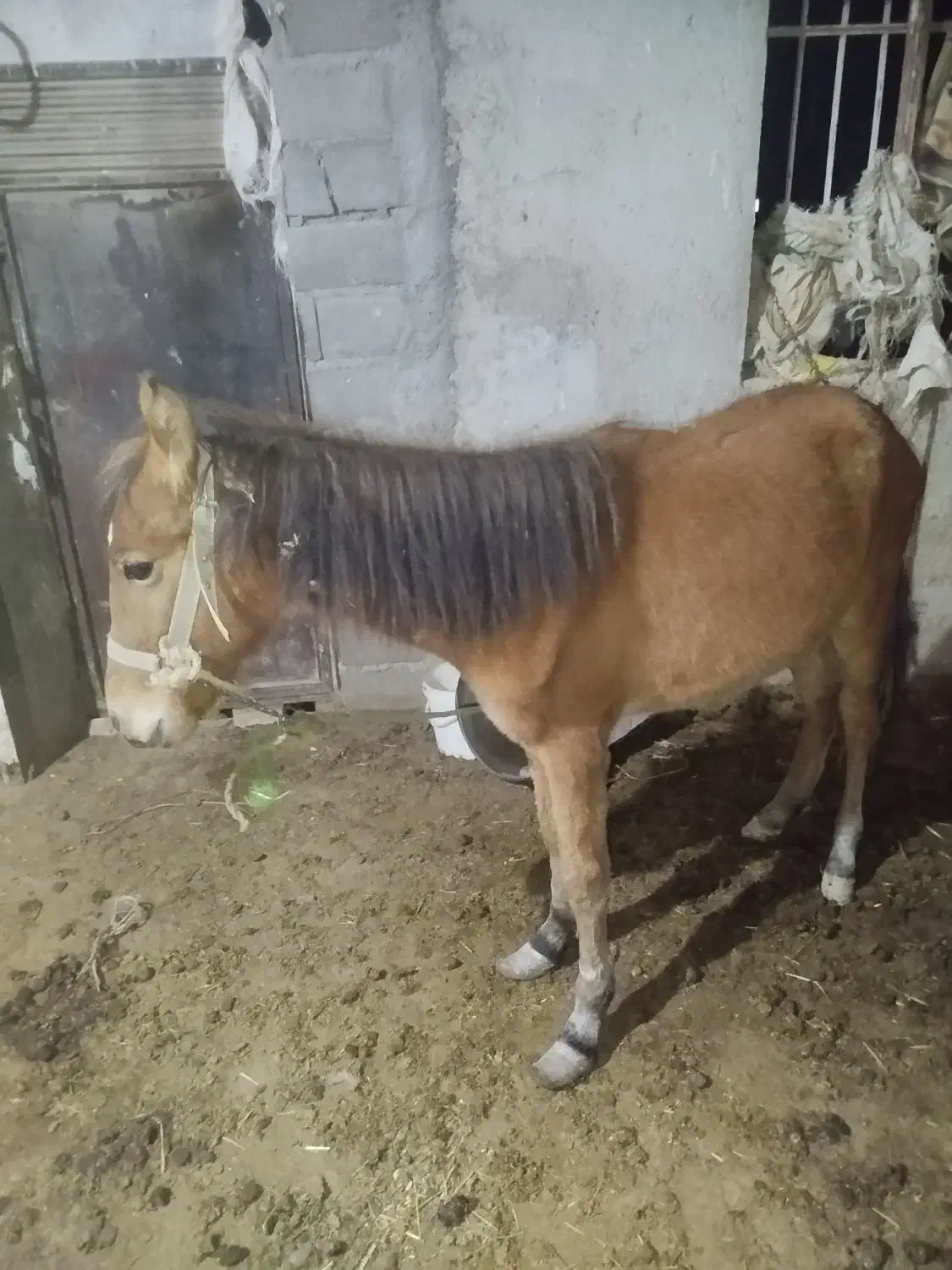 اسب جوان نژاد دار|اسب و تجهیزات اسب‌سواری|بجنورد, |دیوار