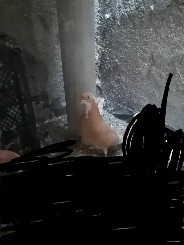 کبوتر|پرنده|نجف‌آباد, ویلاشهر|دیوار