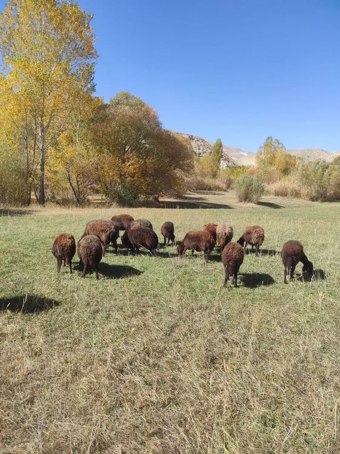 تعدادی۲۲راس‌میش‌جوان‌‌،جفتی۳۹ملیون|حیوانات مزرعه|انگوران, |دیوار