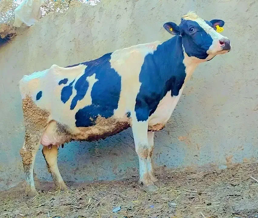 گاو|حیوانات مزرعه|سراوان, |دیوار