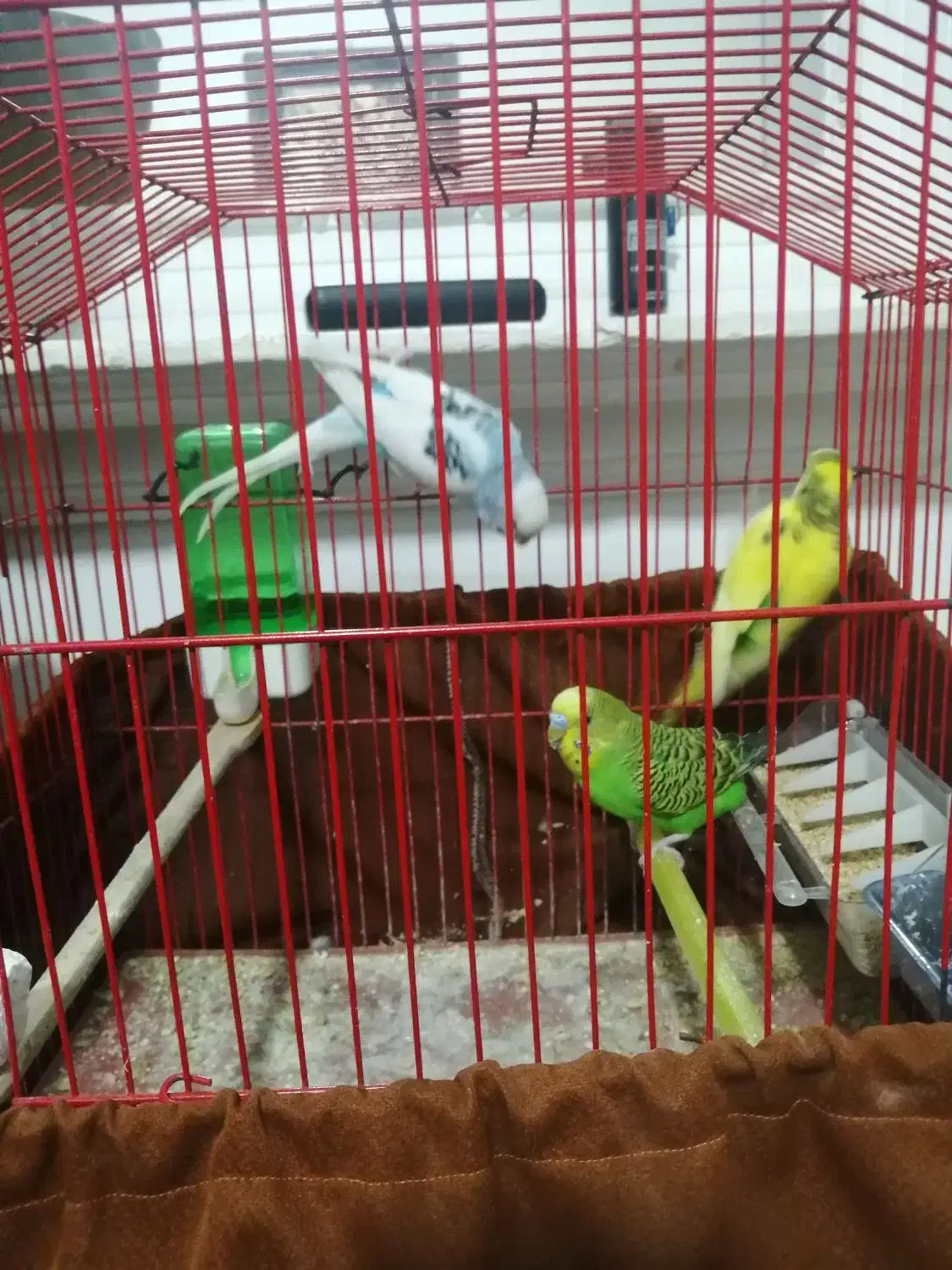 سه عدد مرغ عشق با قفس و لوازم|پرنده|اسلامشهر, شهرک سالور|دیوار