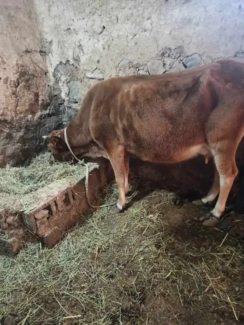 گاو محلی|حیوانات مزرعه|صومای برادوست, |دیوار