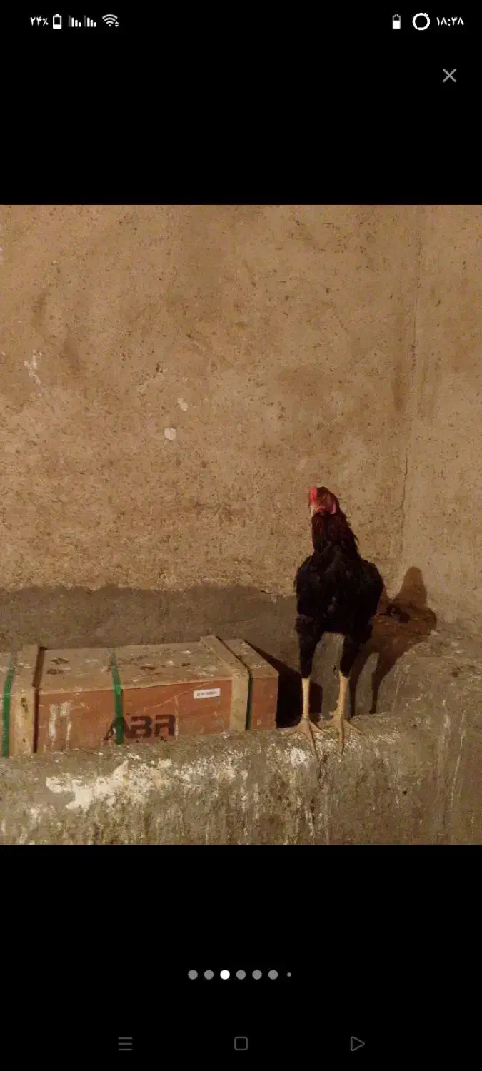 خروس لاری|حیوانات مزرعه|سنندج, |دیوار