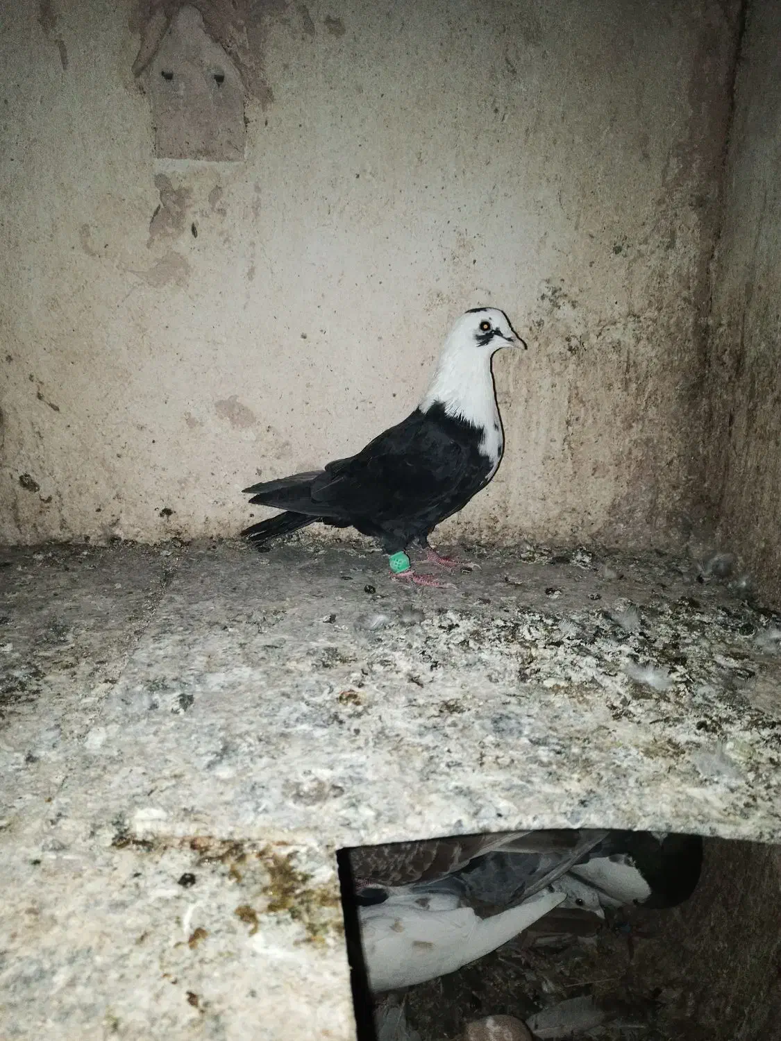 کله سفید نر پرشی|پرنده|سبزوار, جهاد کشاورزی|دیوار