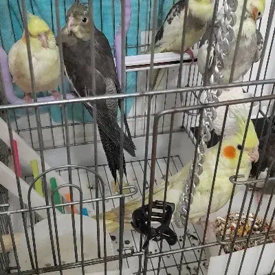 تعدادی عروس هلندی سالم وسرحال|پرنده|ساوه, |دیوار