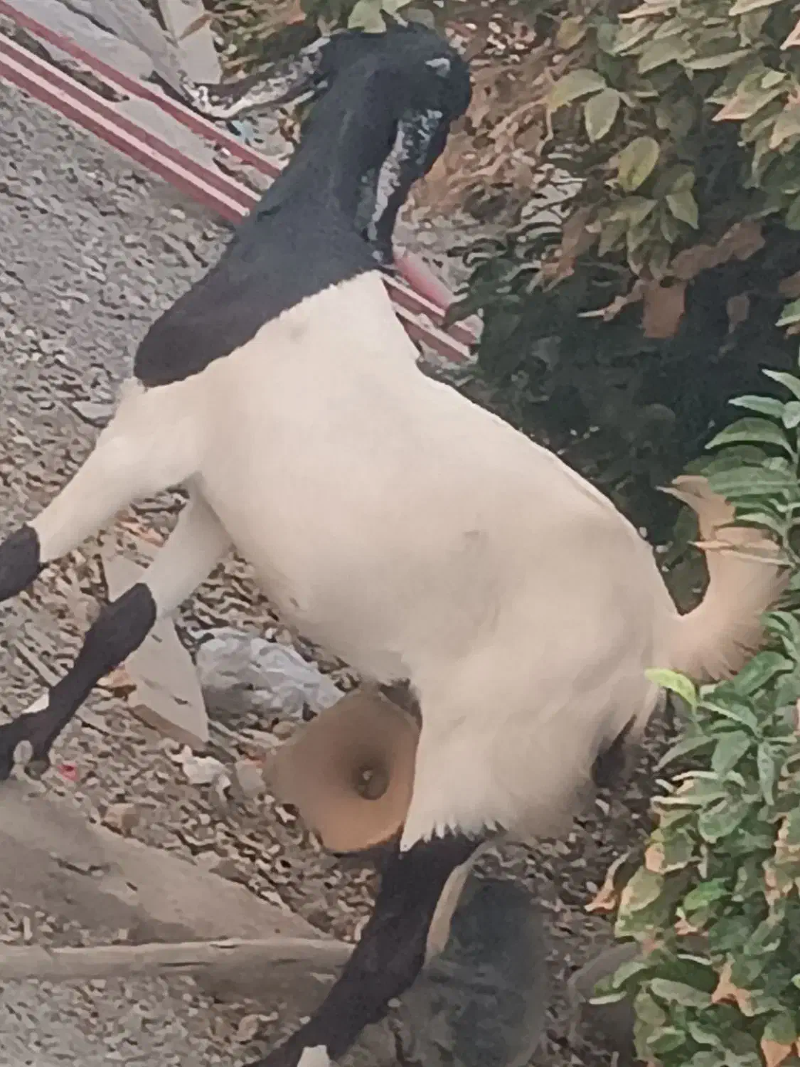 گیسه پاکستانی با کاور شیرازی|حیوانات مزرعه|جیرفت, |دیوار