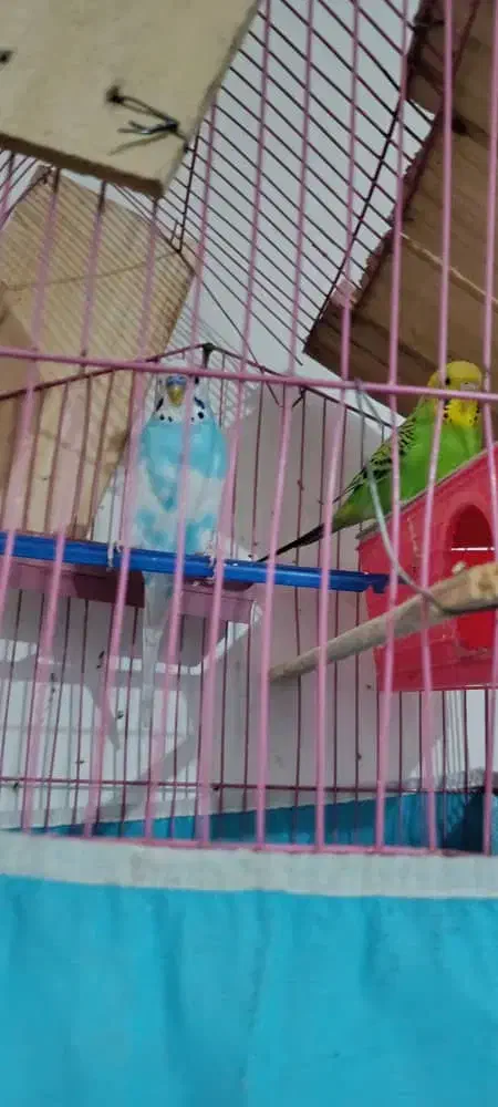 شوش|پرنده|کرخه, |دیوار