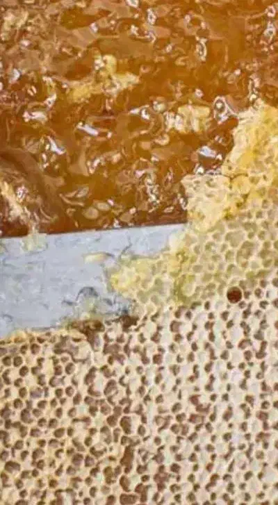 عسل صددرصد طبیعی|خوردنی و آشامیدنی|رومشکان, |دیوار