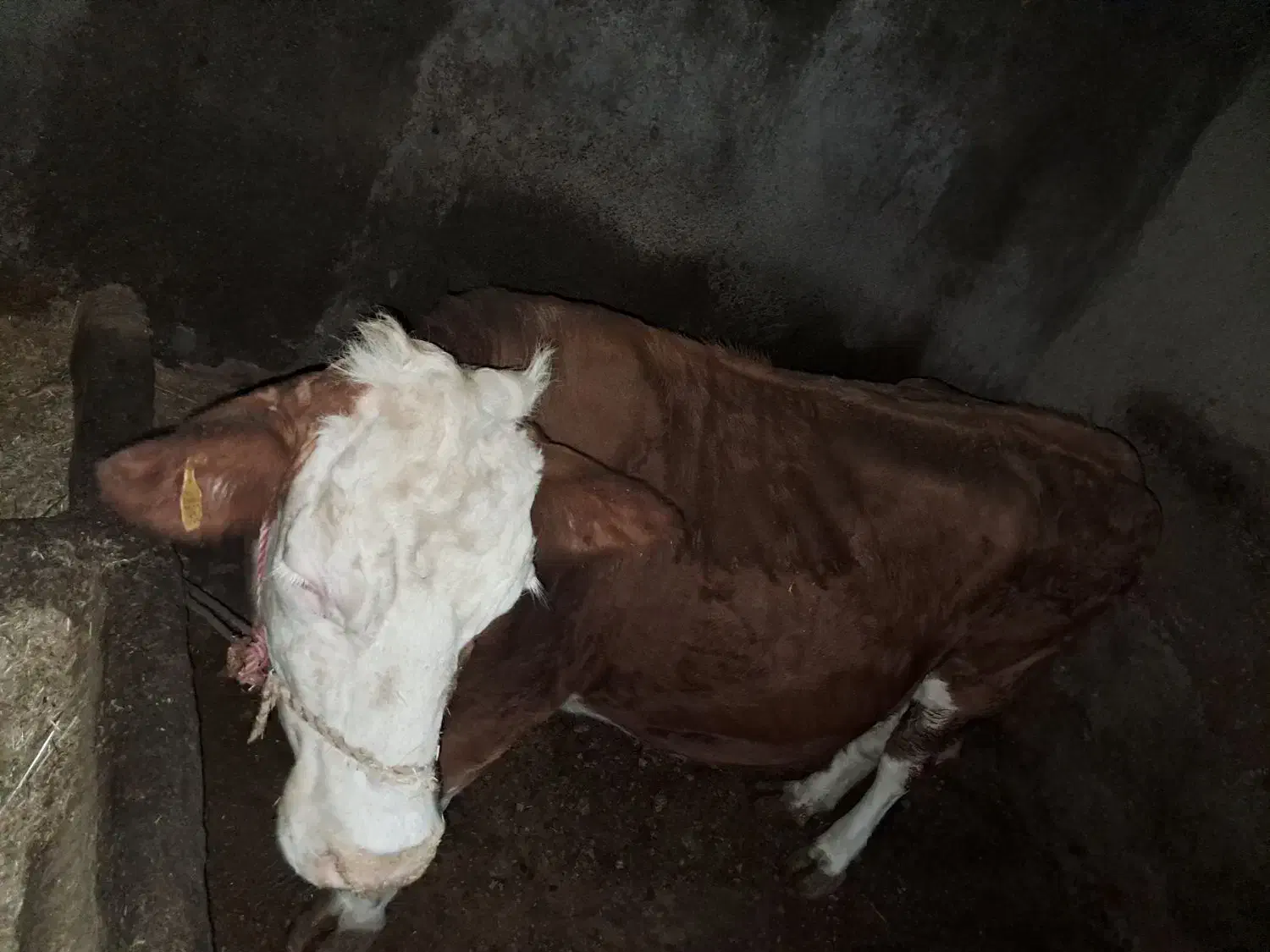 گاو کشتار|حیوانات مزرعه|سیلاخور, |دیوار