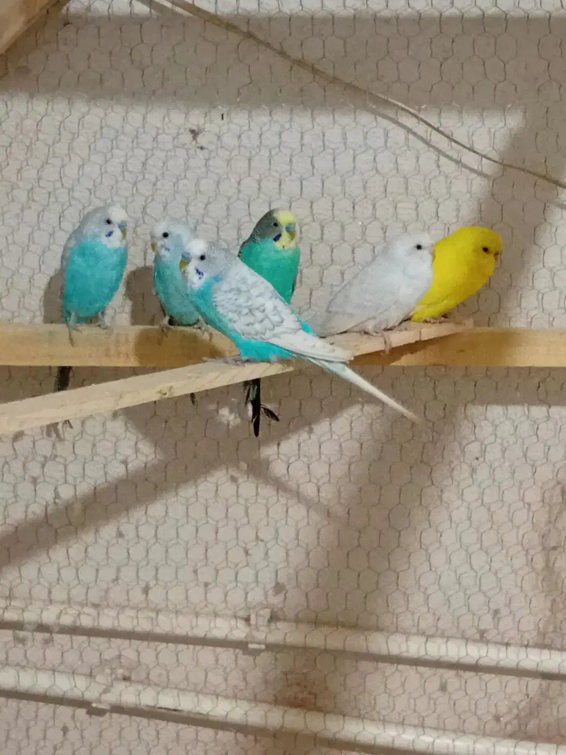 مرغ عشق سر حال|پرنده|قم, نیروگاه|دیوار